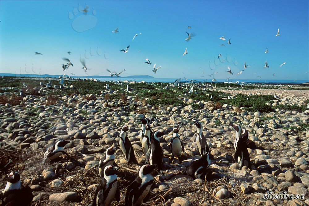 Brillenpinguin- und Seevogelkolonie auf Dyer Island, Suedafrika