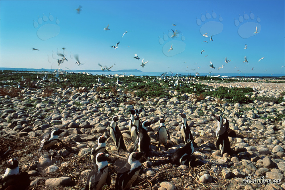Colonia di pinguini e uccelli marini sull'isola di Dyer, Sudafrica