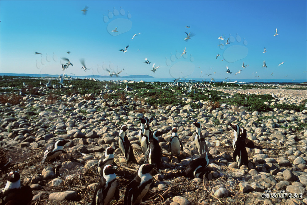 Colonia de pingüinos y aves marinas en la isla de Dyer, Sudáfrica