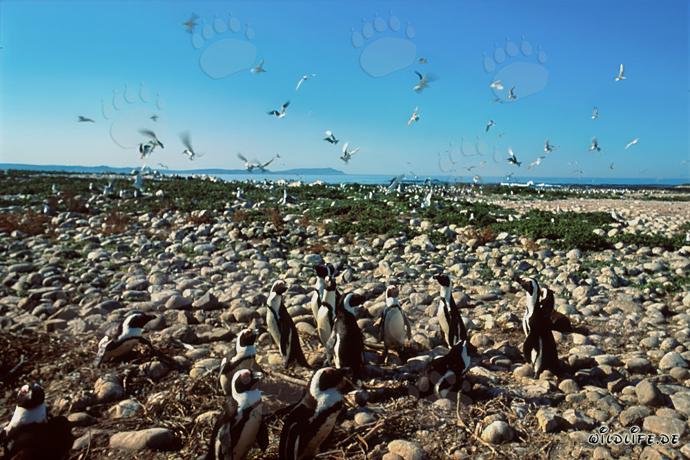 Colonie de manchots à lunettes et oiseaux de mer sur l'île de Dyer, Afrique du Sud