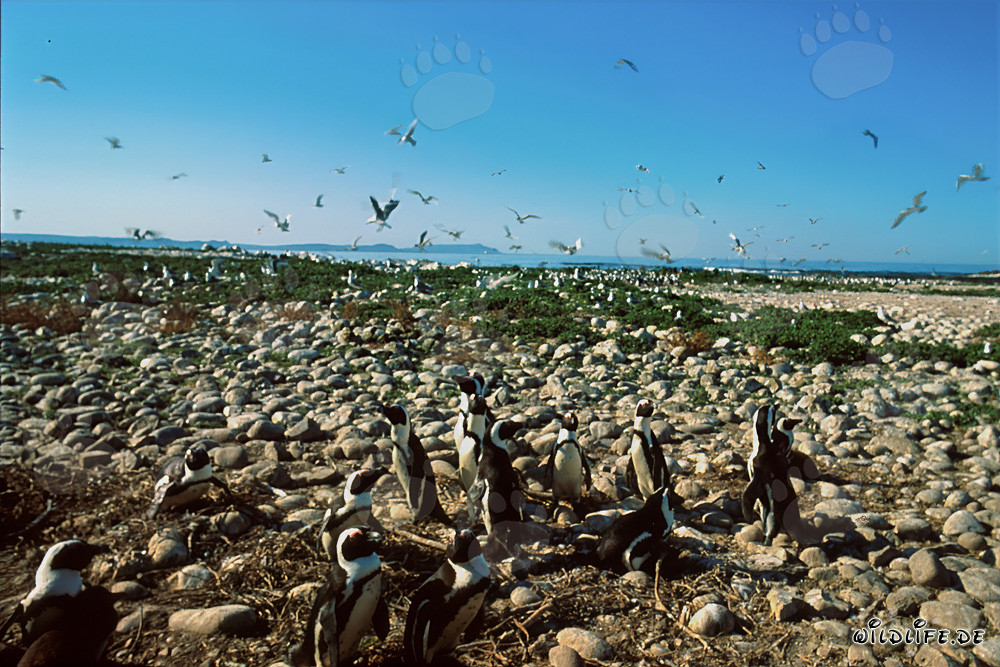 African Penguin and Seabird Colony on Dyer Island in South Africa