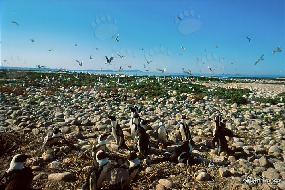 Brillenpinguin- und Seevogelkolonie auf Dyer Island in Südafrika