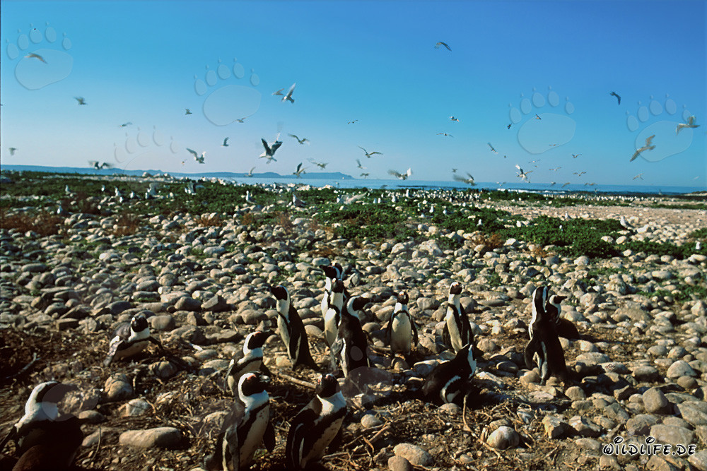 Colonia di pinguini e uccelli marini sull'isola di Dyer in Sudafrica