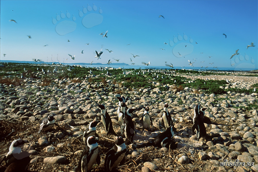 Colonia de pingüinos de anteojos y aves marinas en la isla Dyer en Sudáfrica