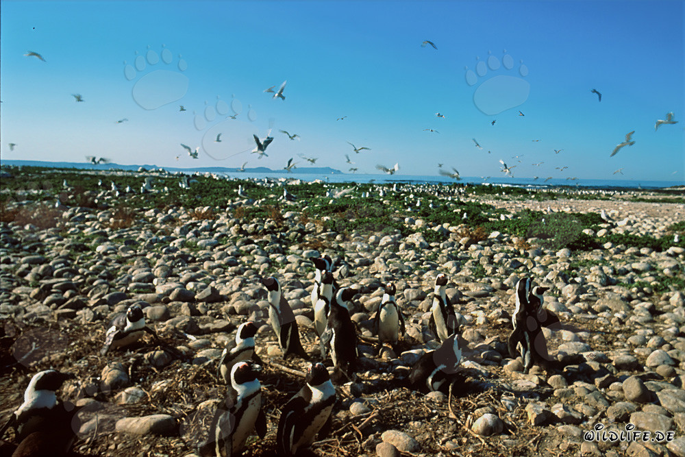 Colonie de manchots pygmées et d'oiseaux marins sur l'île de Dyer en Afrique du Sud