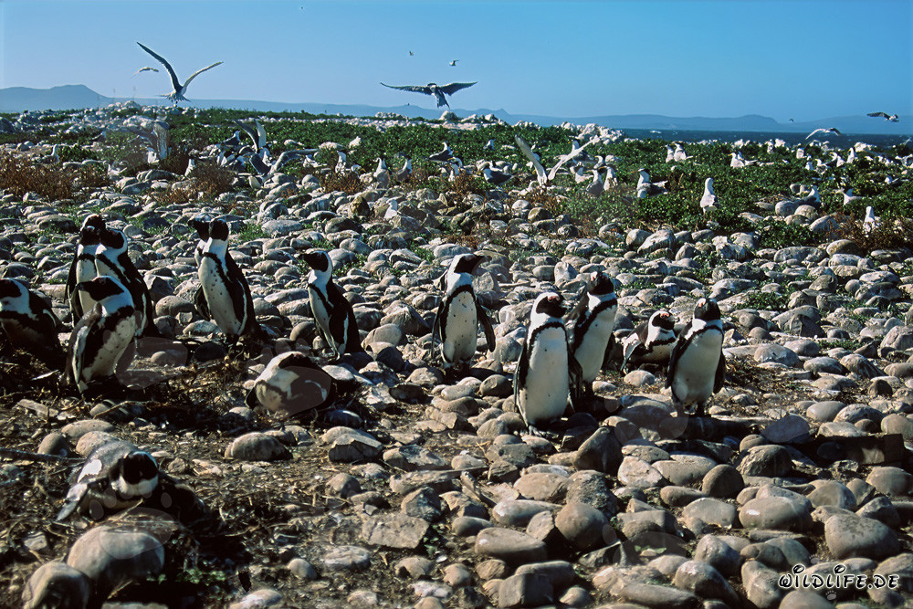 African Penguin colony and rare seabirds on Dyer Island, South Africa