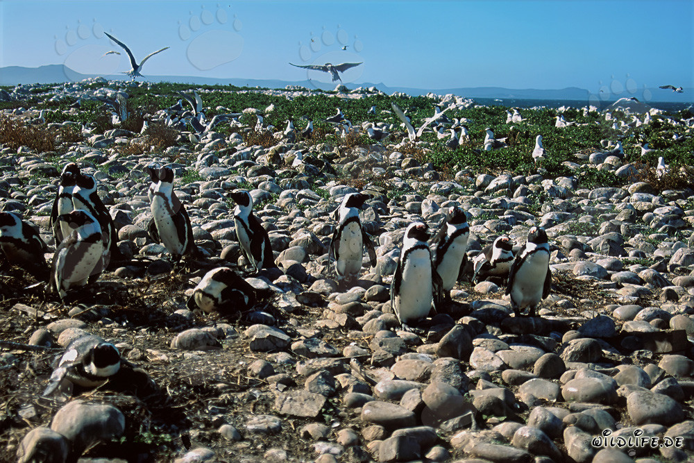 Brillenpinguin-Kolonie und seltene Seevögel auf Dyer Island, Südafrika