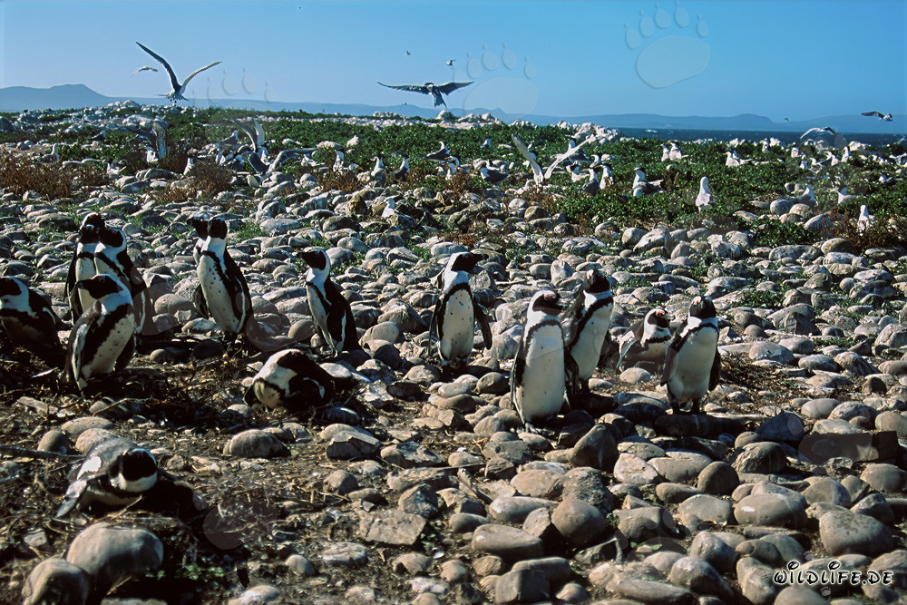 Colonia di pinguini di Dyer e uccelli marini rari sull'isola di Dyer, Sudafrica