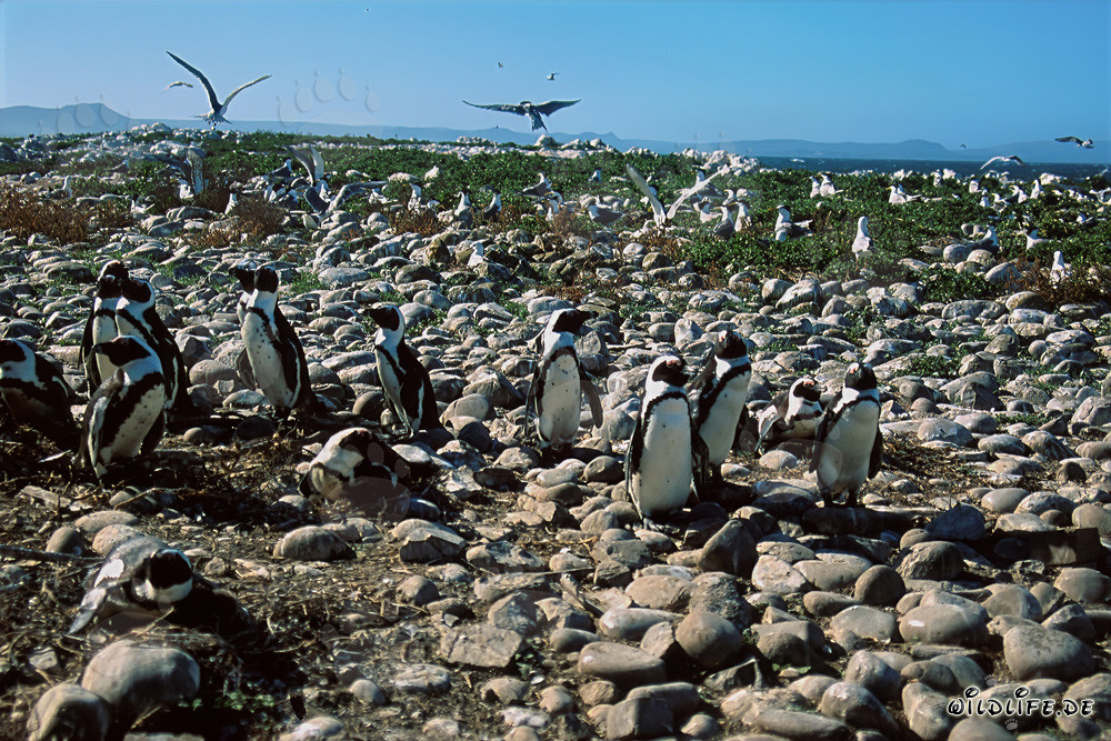 Colonia de pingüinos de anteojos y aves marinas raras en la isla de Dyer, Sudáfrica