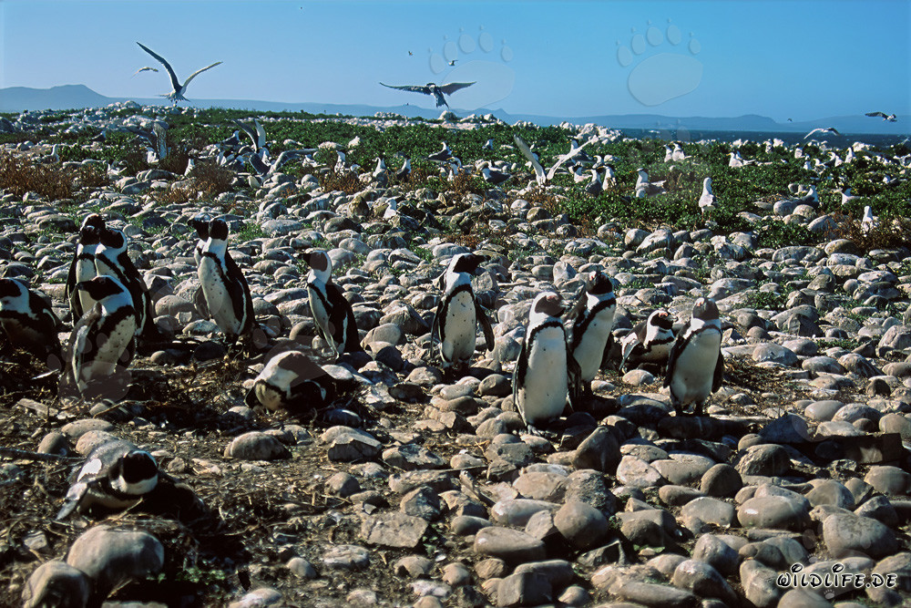 Colonie de manchots à lunettes et oiseaux de mer rares sur l'île de Dyer, Afrique du Sud