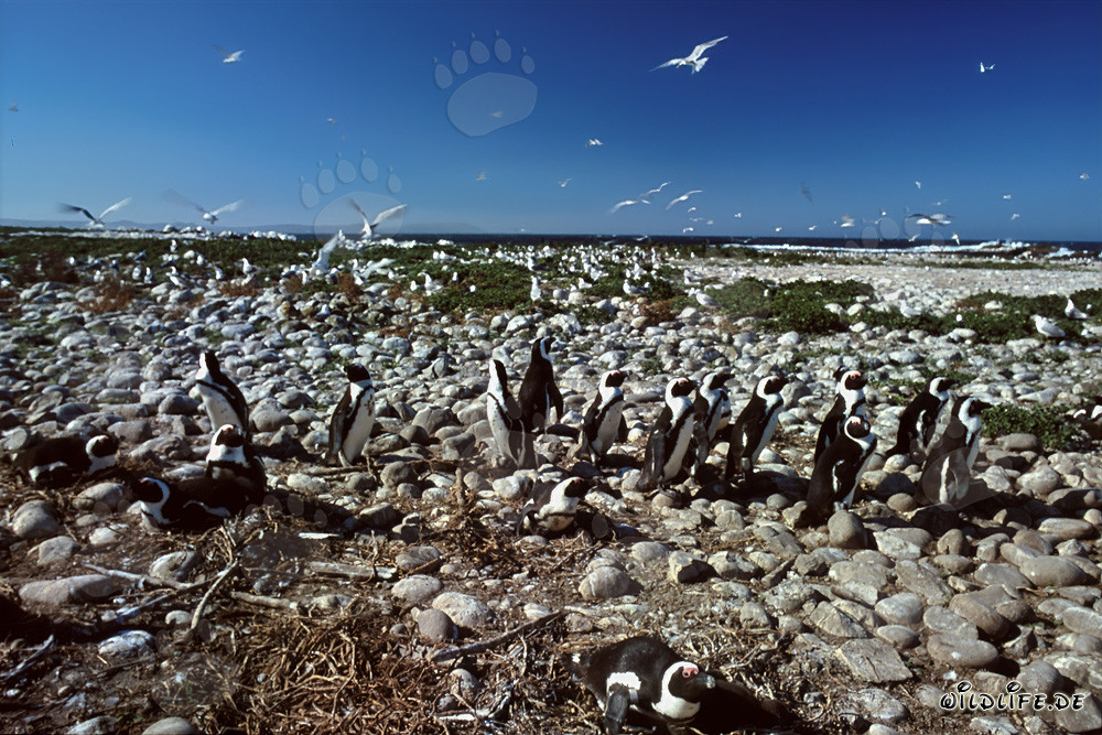 African Penguin Colony on Dyer Island in South Africa