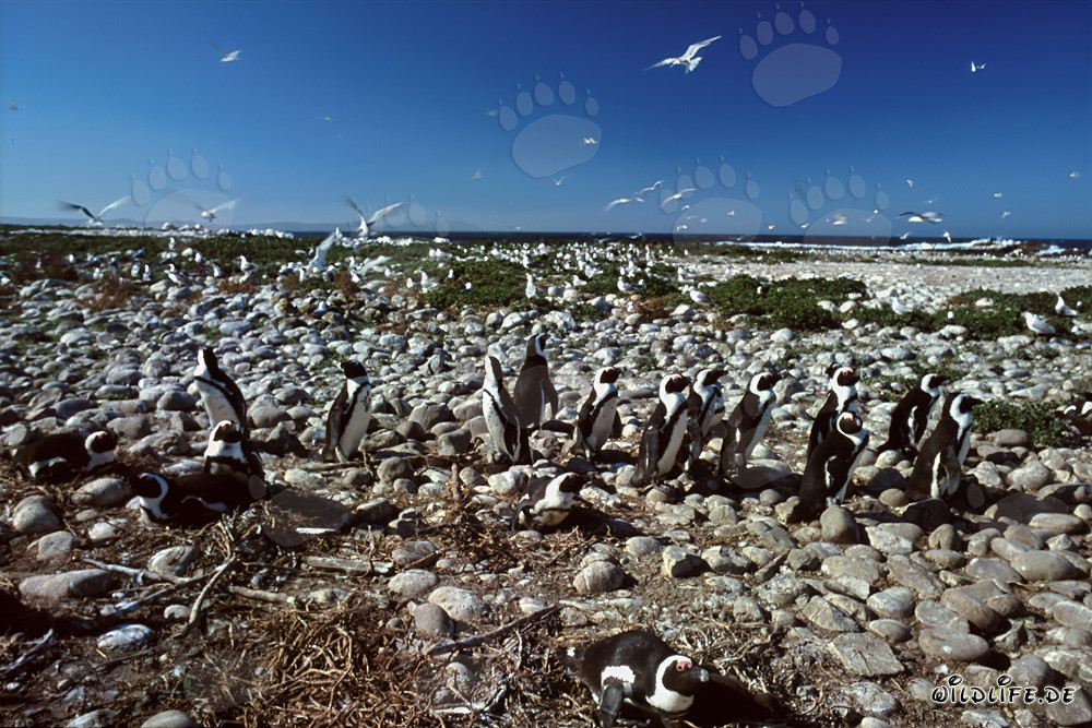 Brillenpinguin-Kolonie auf Dyer Island in Südafrika