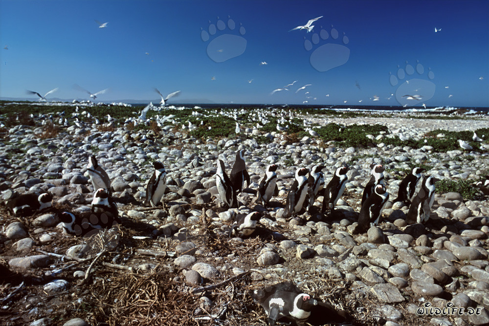 Colonia di pinguini delle Hawaii sull'isola Dyer in Sudafrica