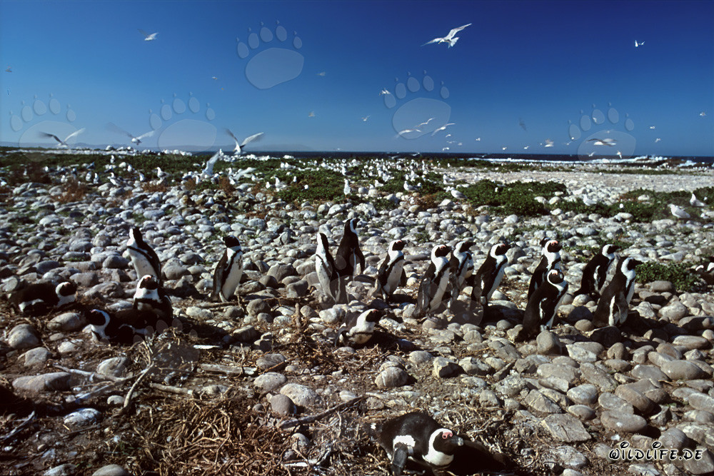 Colonia de pingüinos de anteojos en la isla Dyer en Sudáfrica