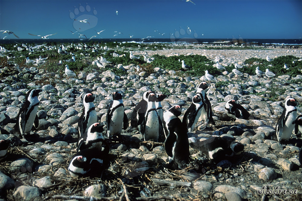 African Penguin Colony on Dyer Island, South Africa
