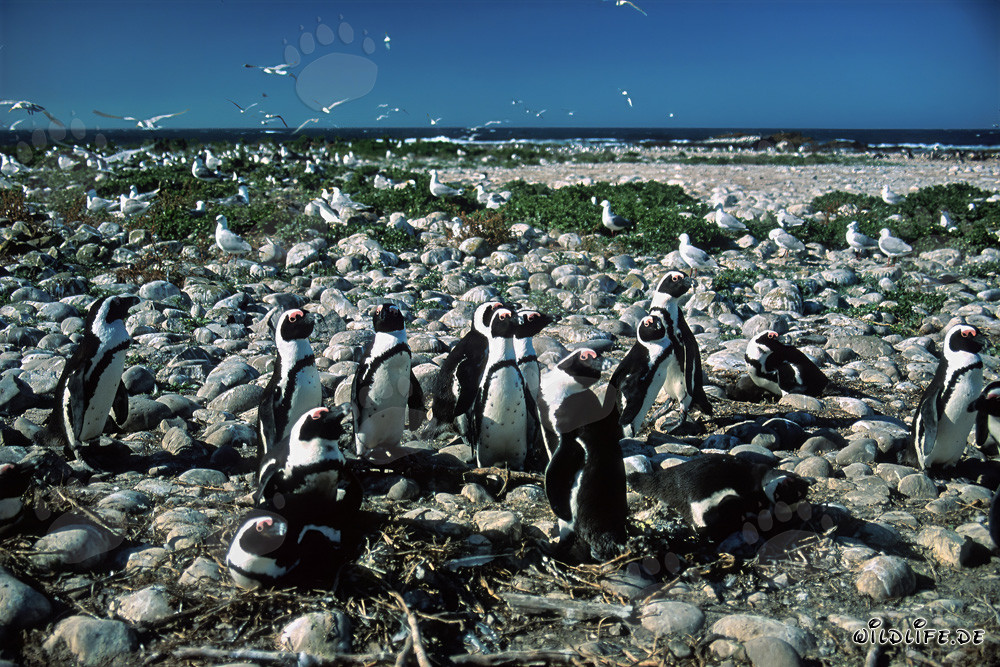 Colonia di pinguini del Capo sull'isola Dyer, Sudafrica
