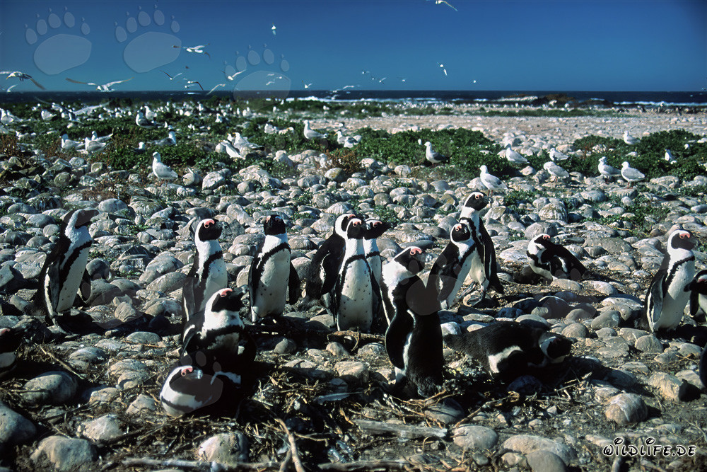 Colonie de manchots du Cap sur l'île Dyer, Afrique du Sud