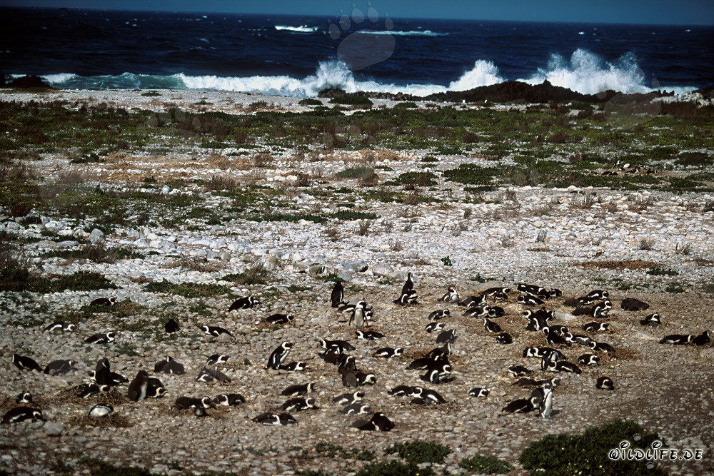 African Penguin Colony on Dyer Island, South Africa