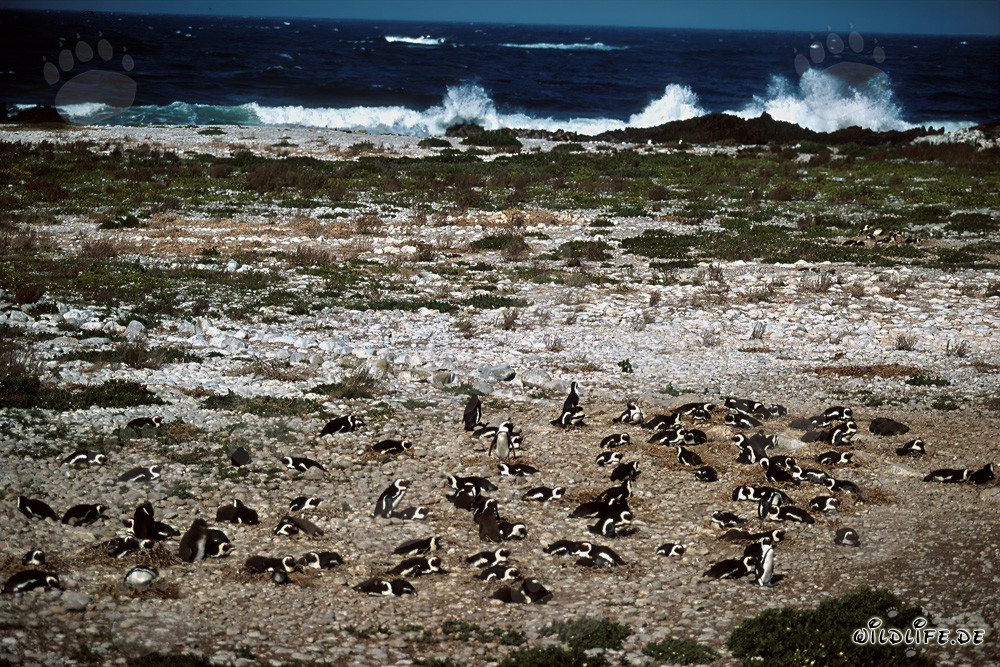 Brillenpinguin Kolonie auf Dyer Island, Suedafrika