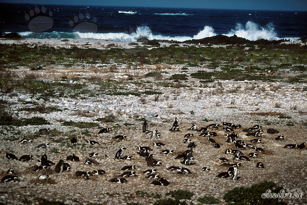 Colonia de pingüinos de El Cabo en la isla de Dyer, Sudáfrica