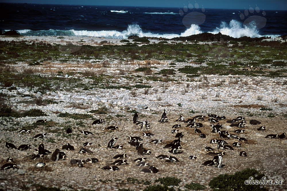 Colonie de manchots du Cap sur l'île de Dyer, Afrique du Sud