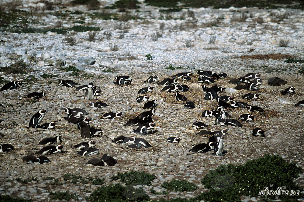 Fascinating African Penguin colony on Dyer Island in South Africa