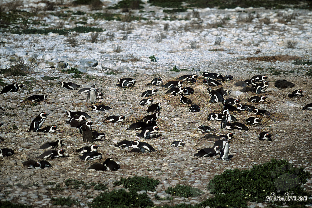 Faszinierende Brillenpinguin Kolonie auf Dyer Island in Südafrika