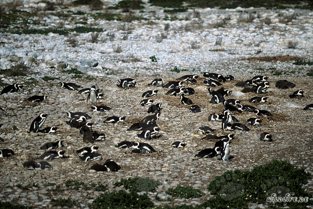 Affascinante colonia di pinguini del Capo sull'isola Dyer in Sudafrica
