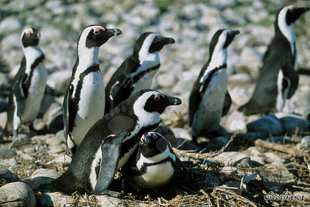African Penguins on Dyer Island, Western Cape, South Africa
