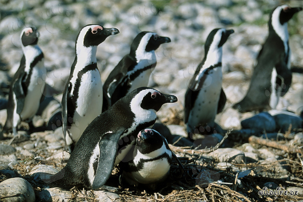 Pinguini dal becco a sella sull'Isola Dyer, Capo Occidentale, Sudafrica