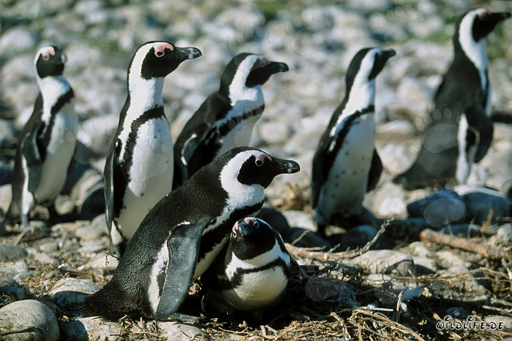 Pingüinos de anteojos en la Isla Dyer, Cabo Occidental, Sudáfrica