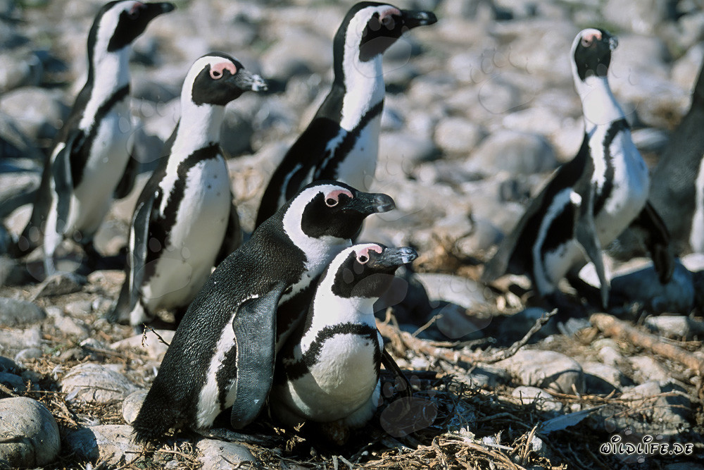 African Penguins on Dyer Island in South Africa