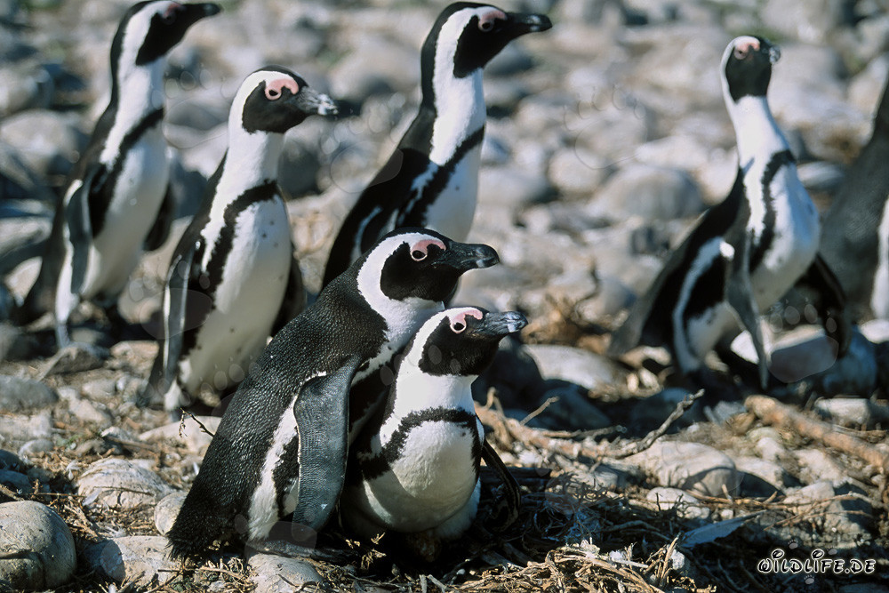 Brillenpinguine auf Dyer Island in Südafrika