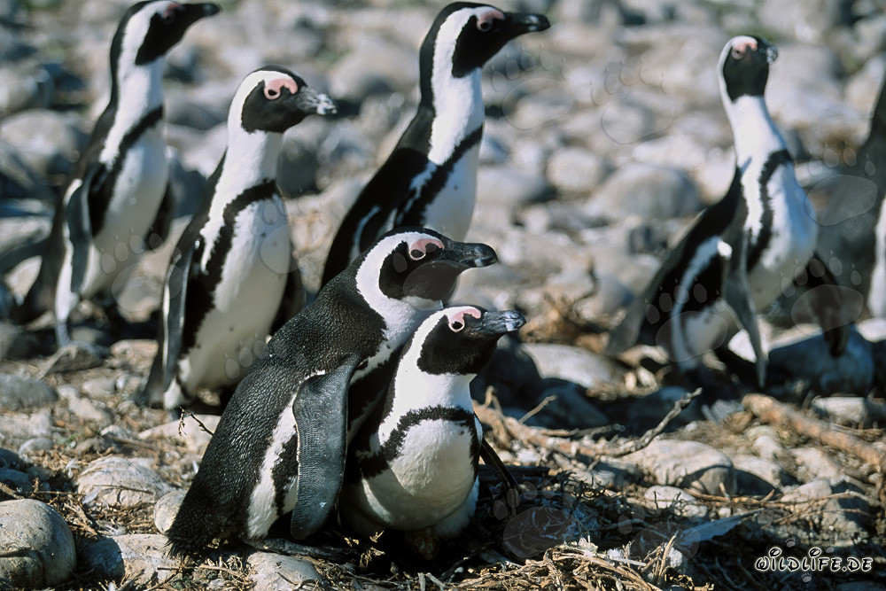 Pinguini di Dyer Island in Sudafrica