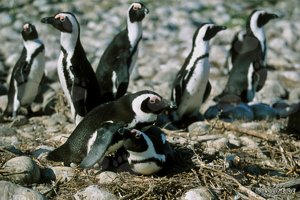 African Penguins on Dyer Island, South Africa
