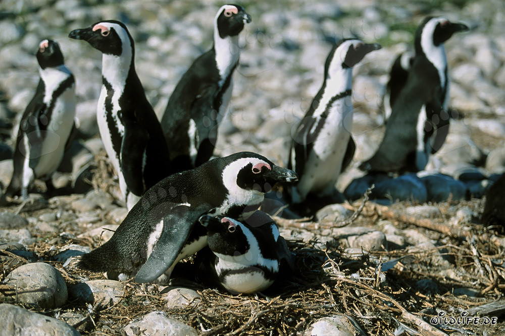 Brillenpinguine auf Dyer Island, Südafrika