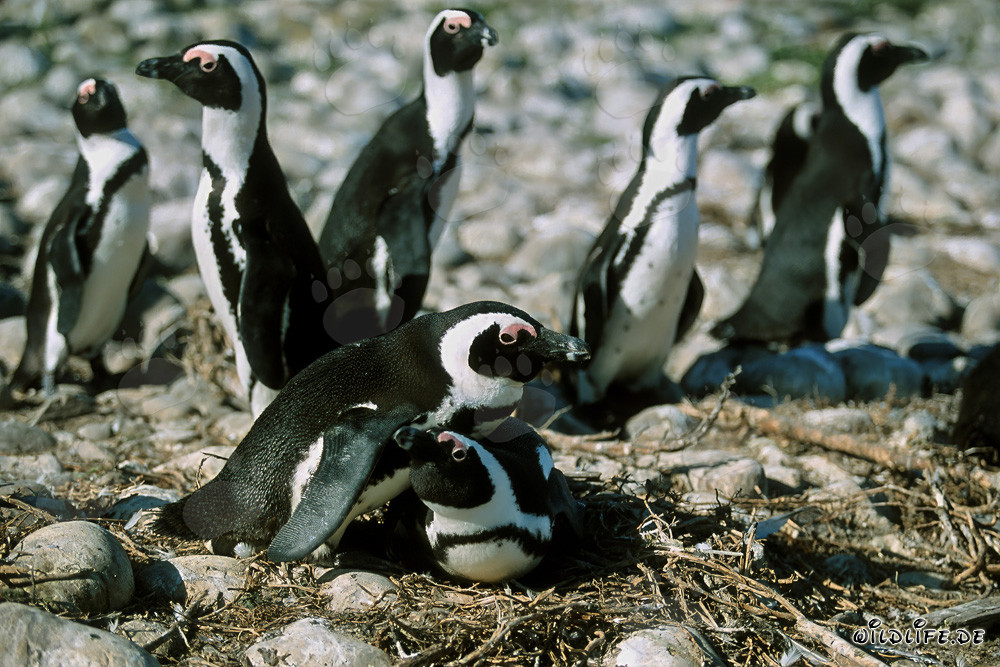 Pinguini dagli occhiali sull'isola di Dyer, Sudafrica