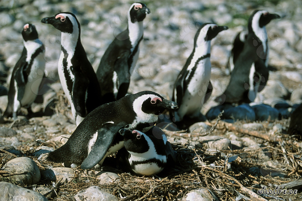 Pingüinos de anteojos en la isla de Dyer, Sudáfrica