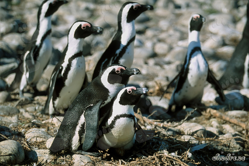 Pingouins à lunettes sur l'île de Dyer