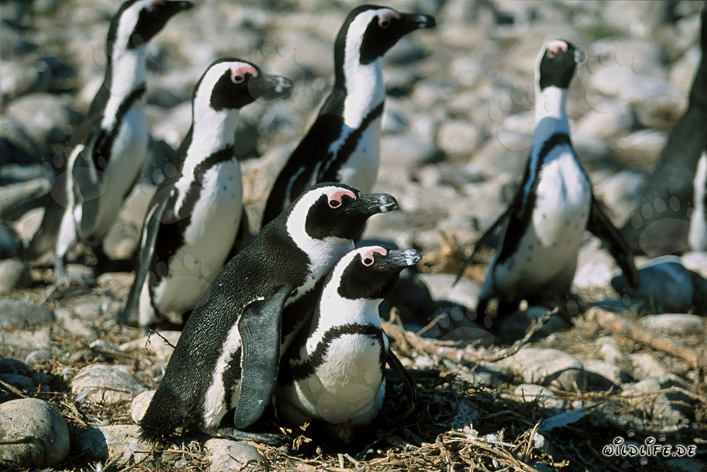 Pingüinos de anteojos en la Isla Dyer