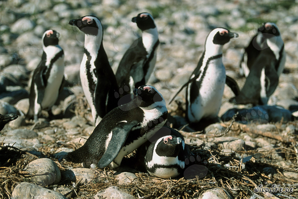 Brillenpinguine auf Dyer Island