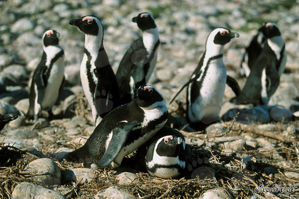 Manchots à lunettes sur l'île de Dyer
