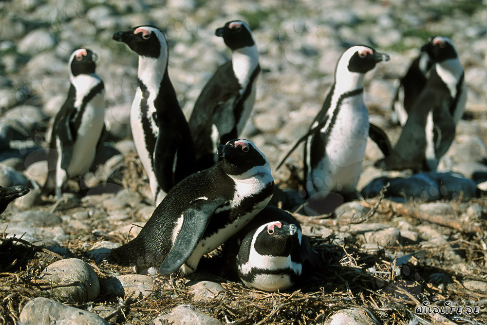 Pingüinos de anteojos en la isla de Dyer