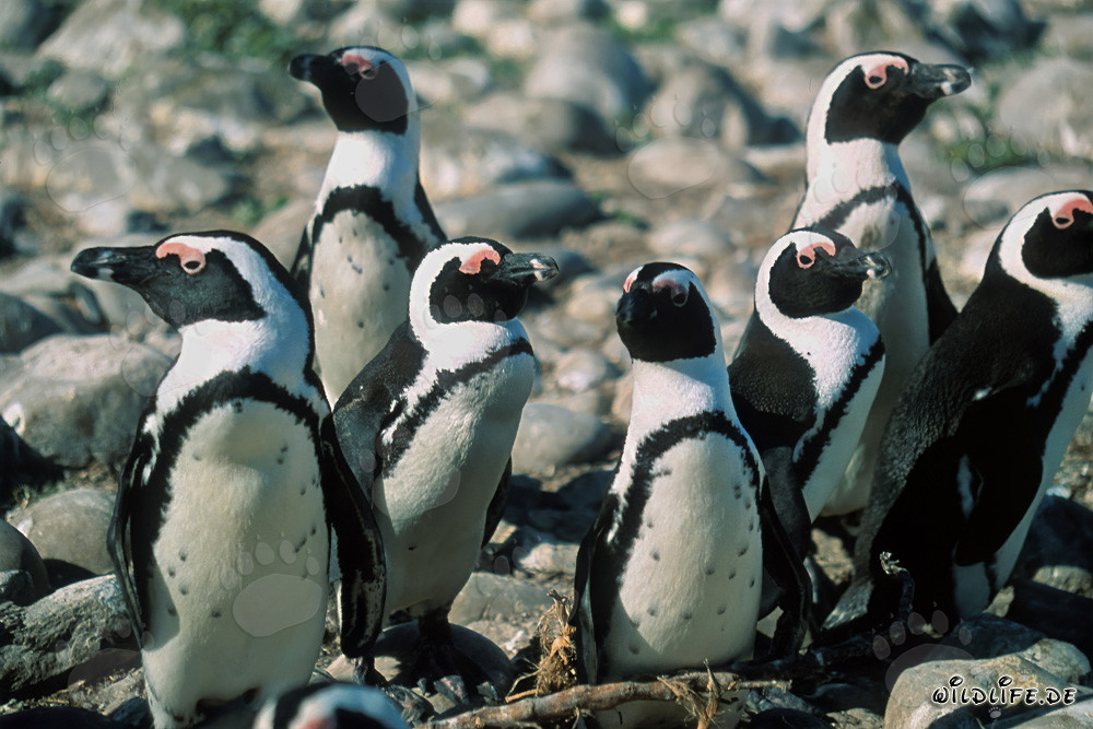 African Penguins on Dyer Island in South Africa