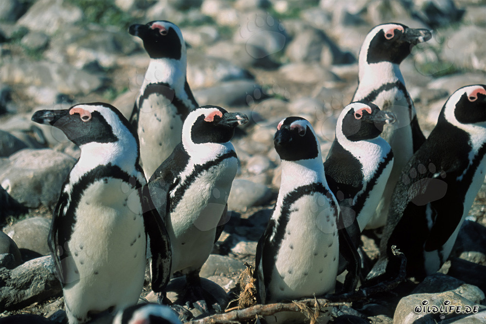 Brillenpinguine auf Dyer Island in Südafrika