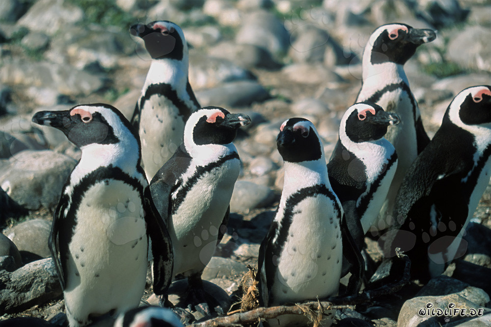 Pingüinos de anteojos en la isla de Dyer en Sudáfrica