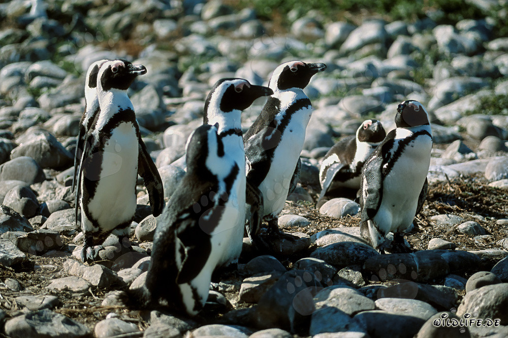 African Penguins on Dyer Island in South Africa