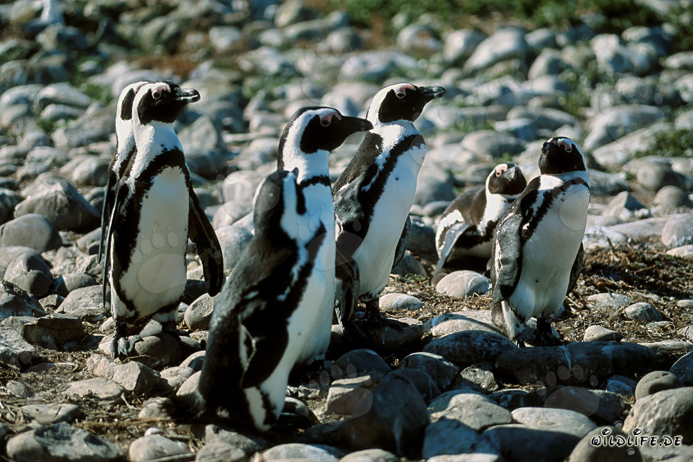 Pingouins à lunettes sur l'île de Dyer en Afrique du Sud
