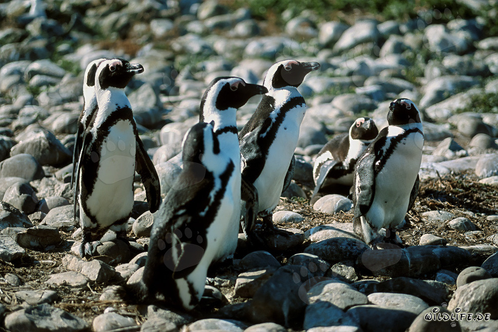 Pinguini dagli occhiali sull'isola di Dyer in Sudafrica