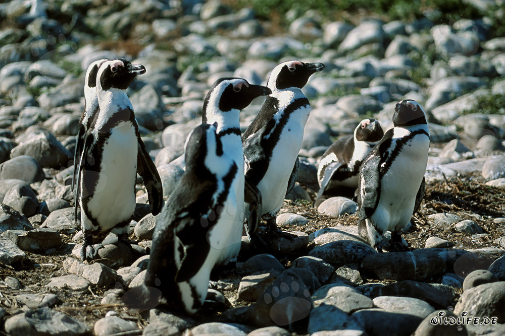 Pingüinos de anteojos en la isla de Dyer en Sudáfrica